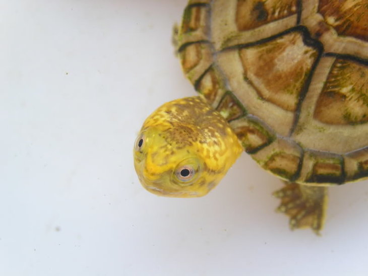 白唇泥龟多久可以繁殖