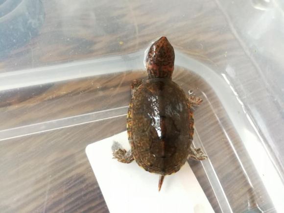 蝎泽蛋龟能长多大
