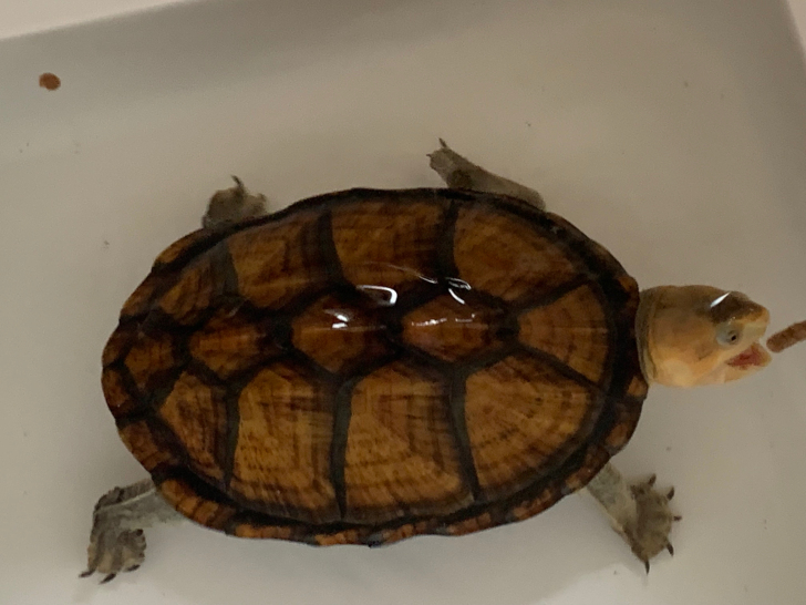 蝎泽蛋龟吃什么