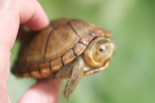 蝎泽蛋龟跟红面蛋龟怎么分辩 蝎泽蛋龟和红面蛋龟区别