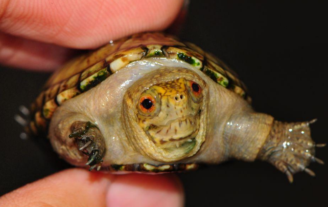 头盔泥龟用什么环境养? 头盔泥龟饲养环境