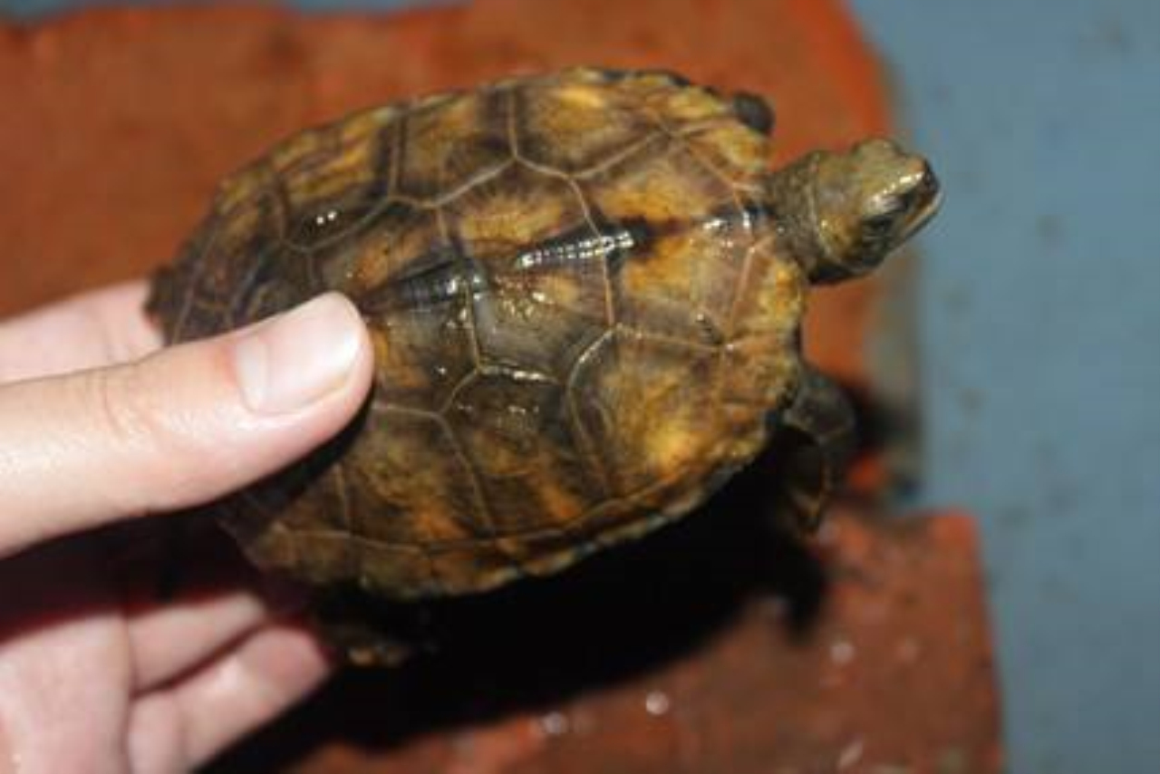 日本石龟能深水养吗 日本石龟可以深水吗