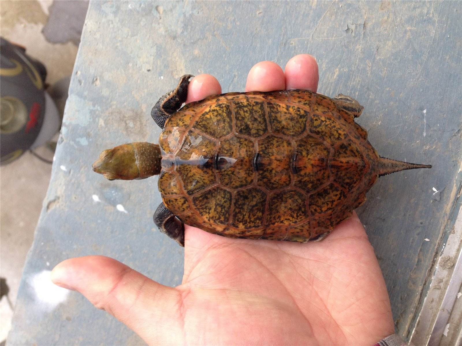 日本石龟能活多少年 日本石龟能活多长时间