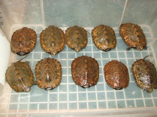 日本石龟怎么挑选