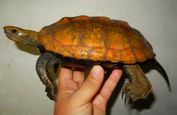 日本石龟怎么看品相 日本石龟哪种品相的好