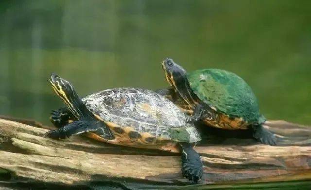 粗颈龟的繁殖 粗颈龟的繁殖方式