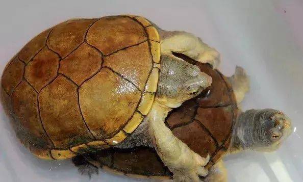 粗颈龟能冬眠吗 粗颈龟可以自然冬眠吗