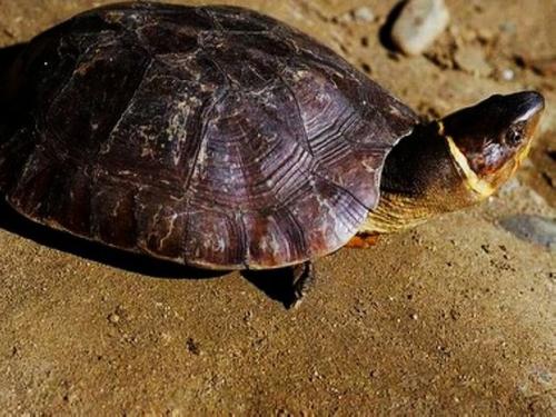 粗颈龟寿命 粗颈龟的寿命