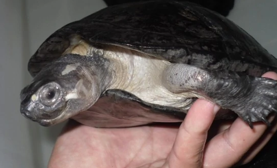 粗颈龟是热带龟吗