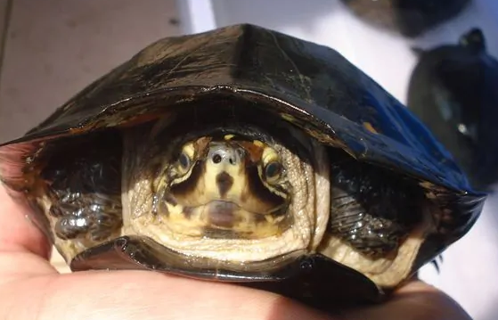 粗颈龟有臭味吗