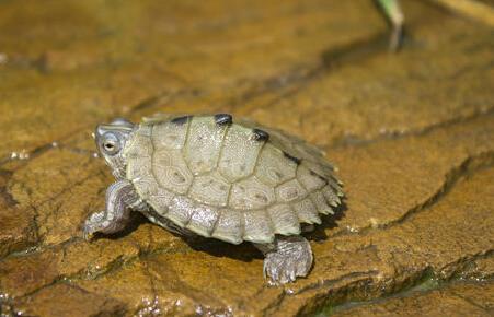 密西西比地图龟可以一直泡水里吗
