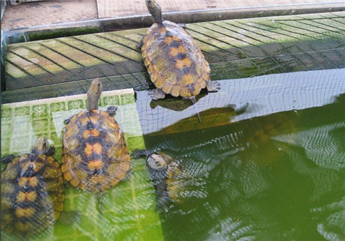 日本石龟和日本杂草怎么区分