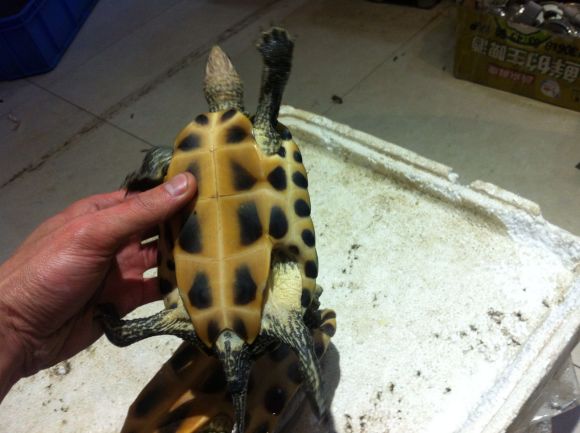 菲氏花龟能长多大