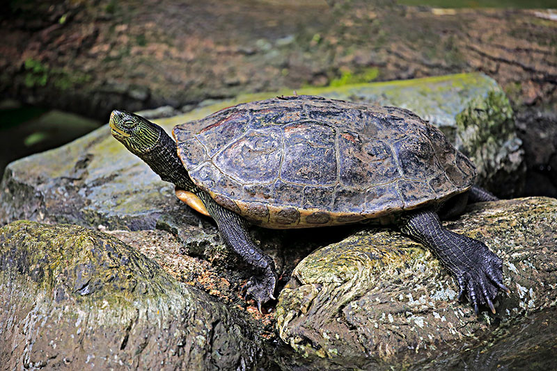 菲氏花龟是保护动物吗