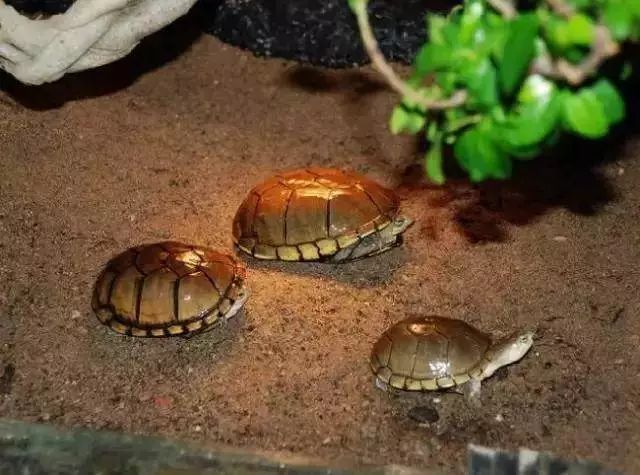 黄泥龟是保护动物吗