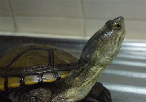 黄泥龟能活多长时间