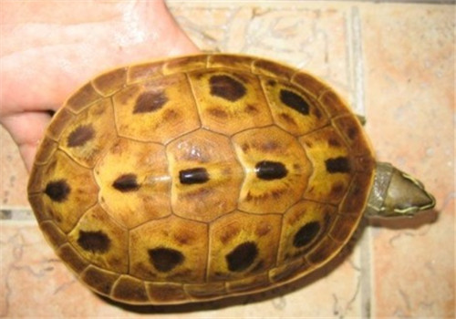缅甸孔雀龟寿命 缅甸孔雀龟的寿命