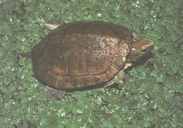 拟眼斑水龟能养多大 拟眼斑水龟能长多大