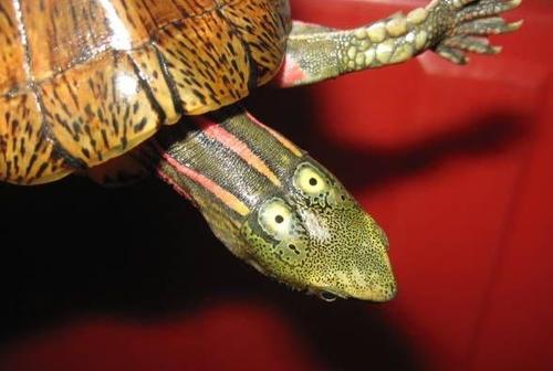 拟眼斑水龟饲养方法