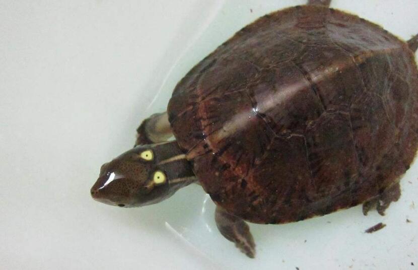 拟眼斑水龟吃什么