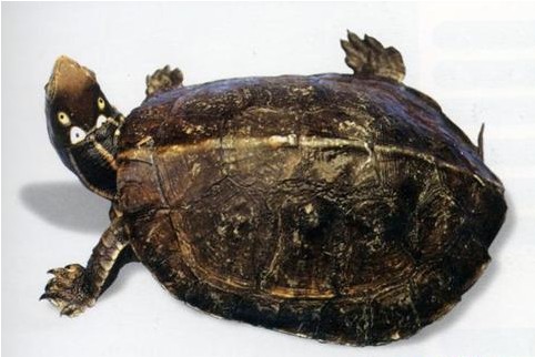 巴西龟和拟眼斑水龟的区别