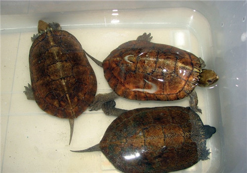 眼斑拟水龟价格 眼斑拟水龟的价格