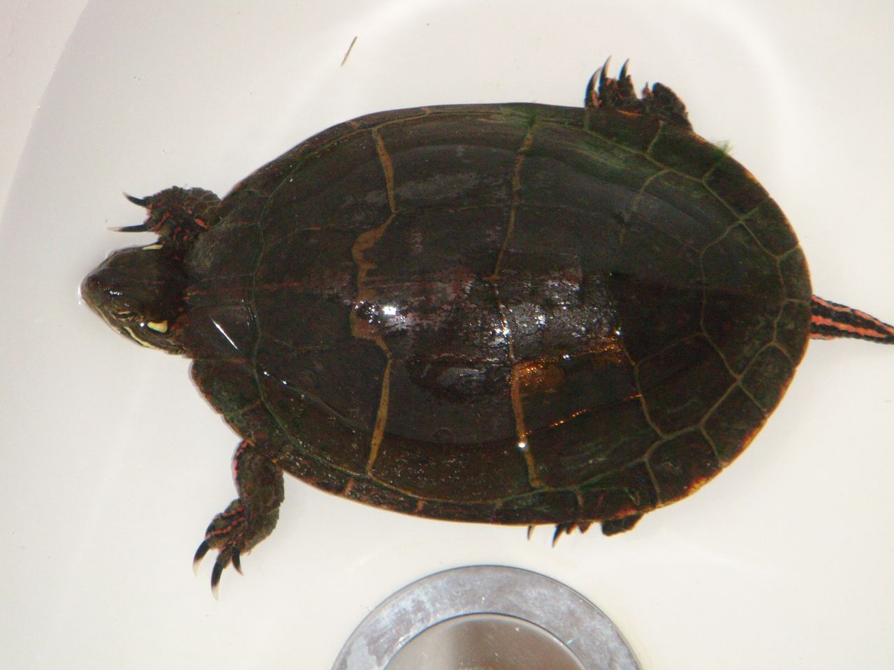 东部锦龟是半水龟吗
