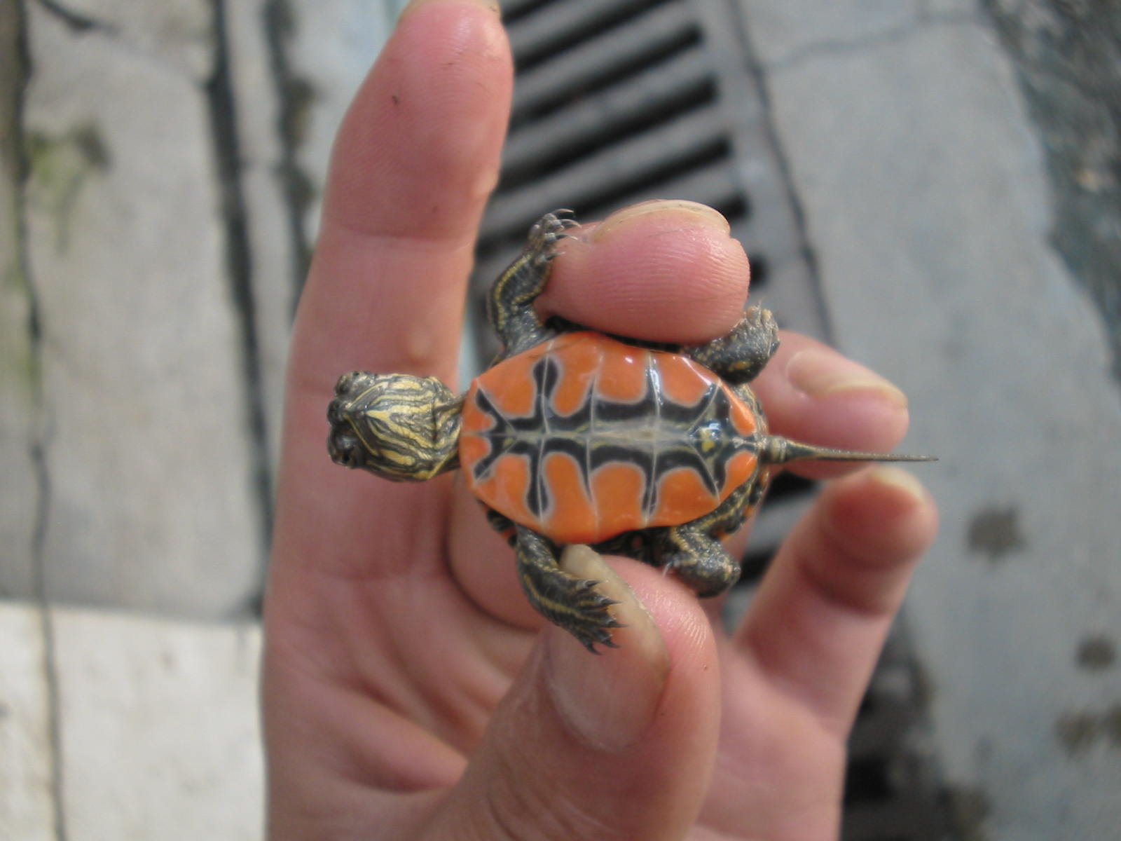 东部锦龟几级保护动物