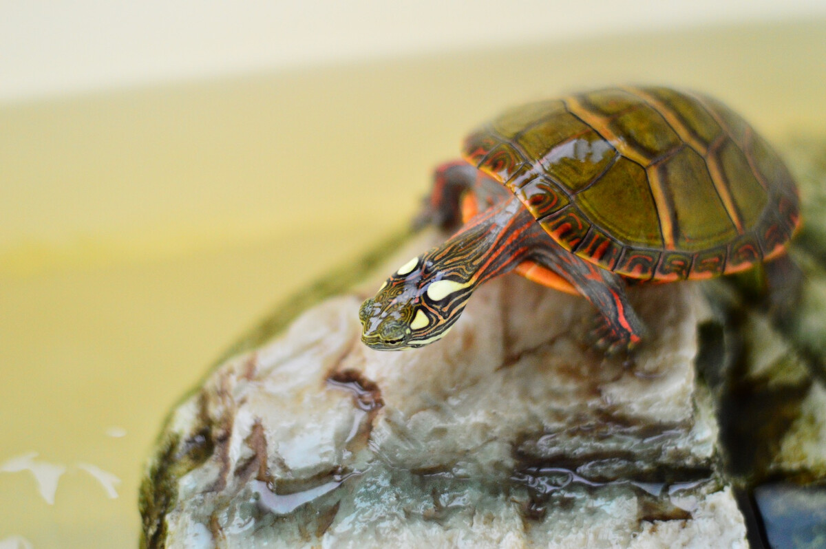 东部锦龟怎么分公母 东部锦龟怎么分辨雌雄