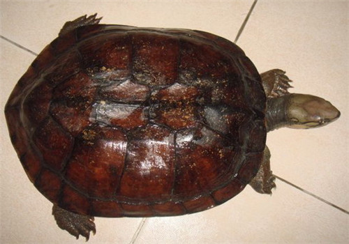 艾氏拟水龟能养多大