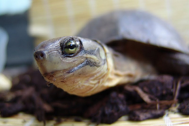 艾氏拟水龟寿命 艾氏拟水龟的寿命