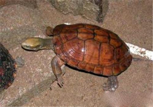 艾氏拟水龟比小青贵吗