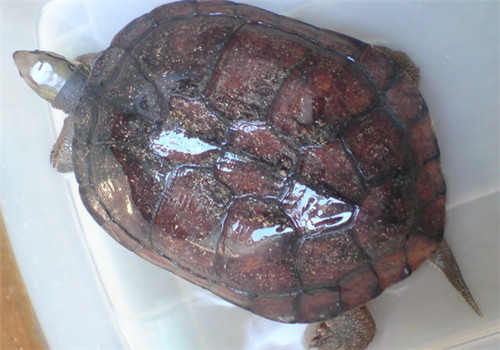 艾氏拟水龟怎么养 艾氏拟水龟的正确养法
