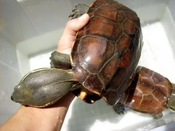 艾氏拟水龟饲养方法
