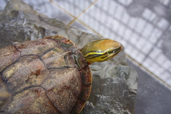 艾氏拟水龟是不是黄喉