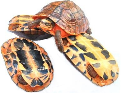 艾氏拟水龟和黄喉水龟如何区分 艾氏拟水龟和黄喉的区别