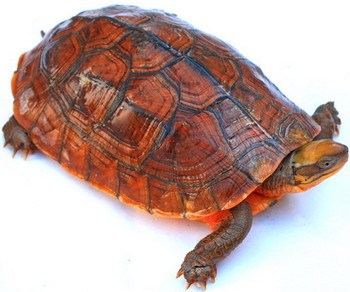 艾氏拟水龟和黄喉龟的区别 黄喉跟艾氏拟水龟区别
