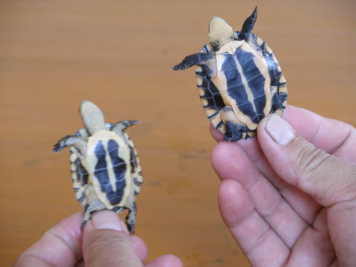 艾氏拟水龟和南石龟区别 南石和艾氏拟水龟的区别
