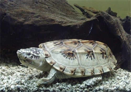 窄桥蛋龟能长多大