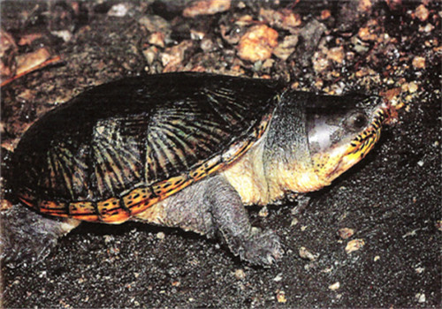 窄桥蛋龟的寿命有多长 窄桥蛋龟寿命多少年?