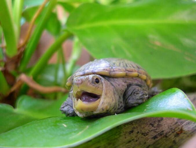 窄桥蛋龟是保护动物吗