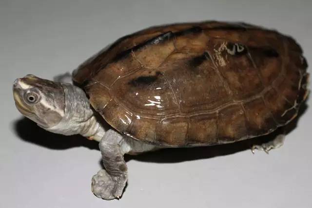 草龟是淡水龟还是咸水龟