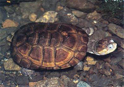 东非侧颈龟的寿命