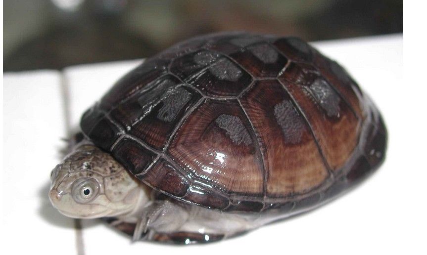 东非侧颈龟是深水龟吗 东非侧颈龟是深水龟还是浅水龟