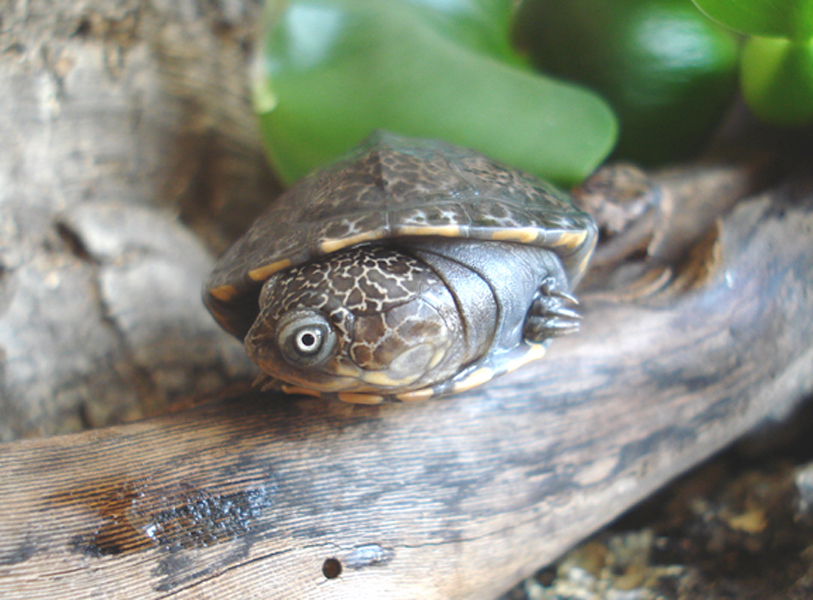 东非侧颈龟是闭壳龟吗