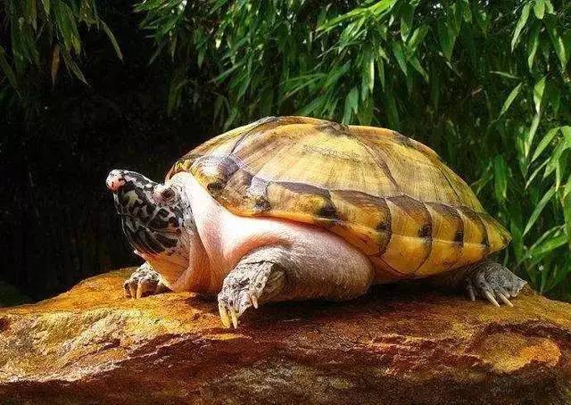 西非侧颈龟寿命 西非侧颈龟的寿命多长