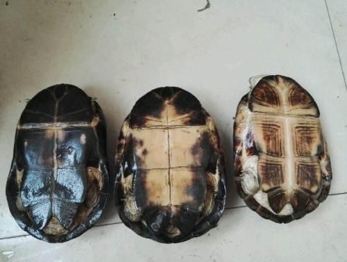 西非侧颈盒龟是保护动物吗