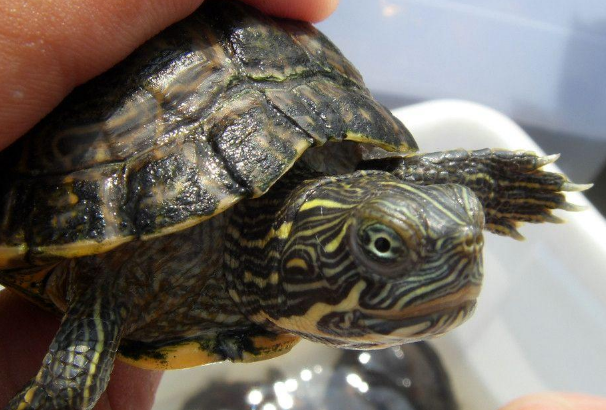 大河甜甜圈龟可以和巴西龟一起养吗