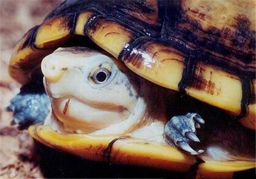 褶皱泥龟的寿命 褶皱泥龟寿命多长