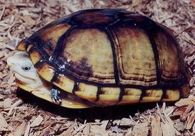 褶皱泥龟饲养方法 褶皱泥龟的饲养方法